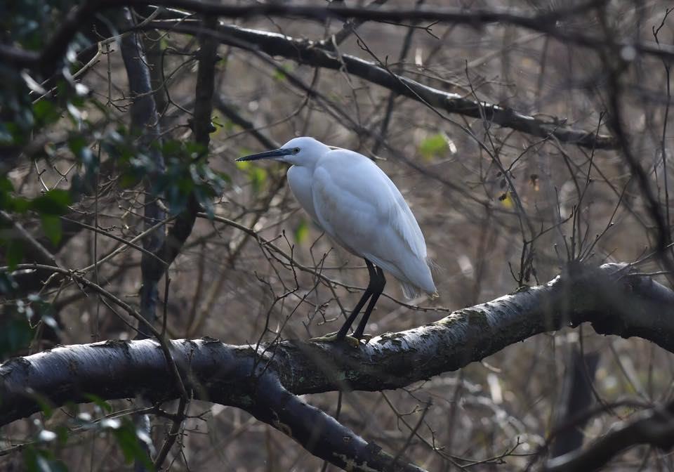 th. Up to five Little Egrets were wintering in the Botolph s Bridge/Nickolls Quarry area, with up to two in the Saltwood Castle/Mill Stream area and singles at Copt Point, Samphire Hoe and West Hythe.