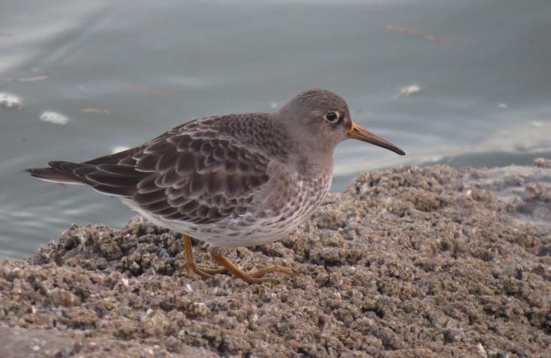 Sanderling were seen regularly at the Willop Outfall, with a peak of five mid-month, and singles were at the Hythe Redoubt and Folkestone Harbour, whilst Purple Sandpipers were present at Battery