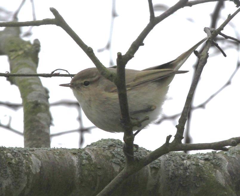 A Firecrest was found in Enbrook Park, Sandgate on the 19 th and a pair of Marsh Tits were noted at Casebourne Wood on the 24 th.