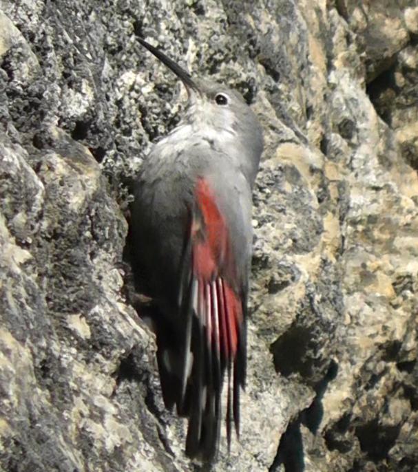 Wallcreeper, Vadiello 3 rd March 2015 Very pleased to have bagged up on this iconic species, we carried on to the dam where we saw Cirl Bunting, before retracing our route back along the road.