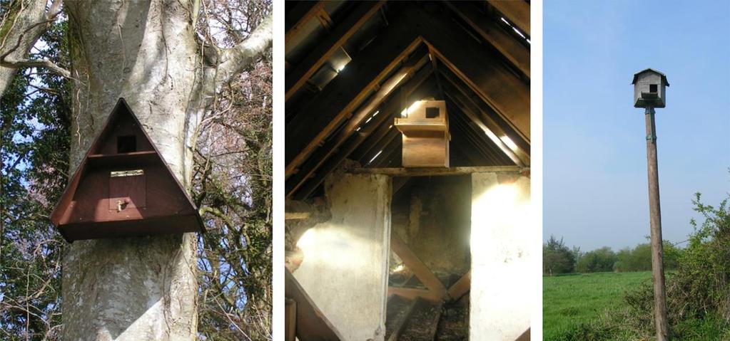 5.4 Nest boxes Artificial nest boxes, designed specifically for Barn Owls, have been installed in ruined buildings, farm buildings and fitted to occupied dwellings, on trees and also