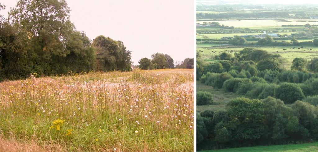 lowland agricultural landscapes with hedgerows and young forest plantation (top right and