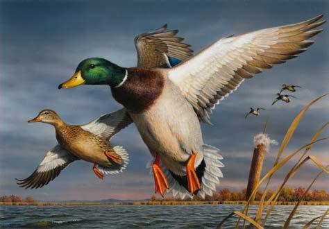 Federal Duck Stamp Sales Over $1 billion raised since 1934 1.
