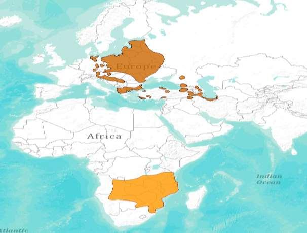 4. Väike-konnakotka levik ja arvukus 4.1. Levik ja arvukus maailmas Väike-konnakotkas on üks väiksema levilaga röövlinde Euraasias.