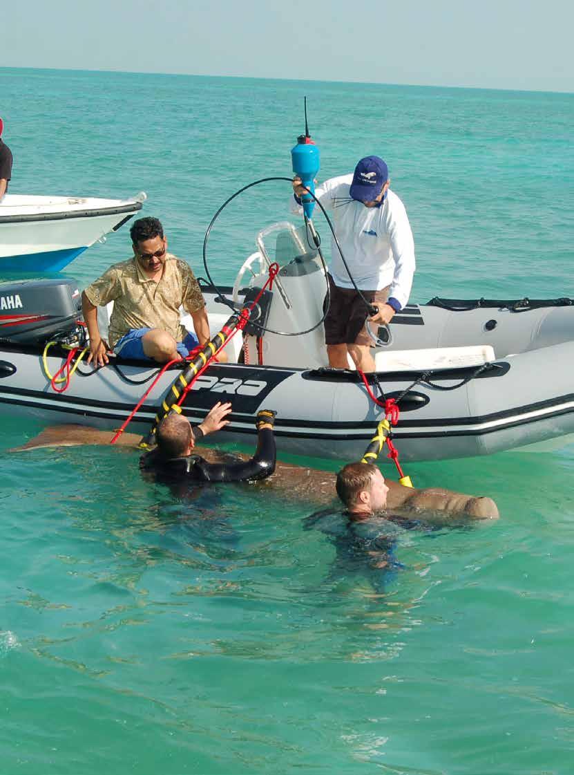 To better understand the movement of dugongs within the Arabian Gulf, EAD equipped seven dugongs with satellite tracking equipment.