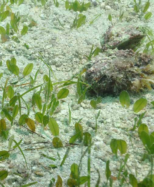 develop a formal conservation action plan for the seagrass meadows in Abu Dhabi.