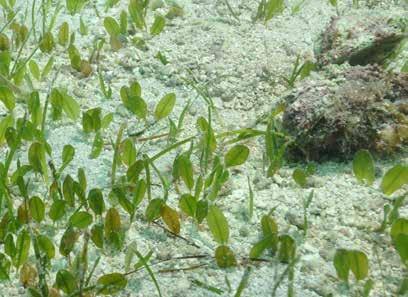 PROTECT HABITAT Seagrass is the dugongs only source of food. By protecting seagrass meadows dugongs are also protected.