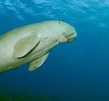 Worldwide there are approximately 100,000 dugongs, almost 90% live in Australian waters. The Arabian Gulf and Red Sea host an estimated 7,300 dugongs.