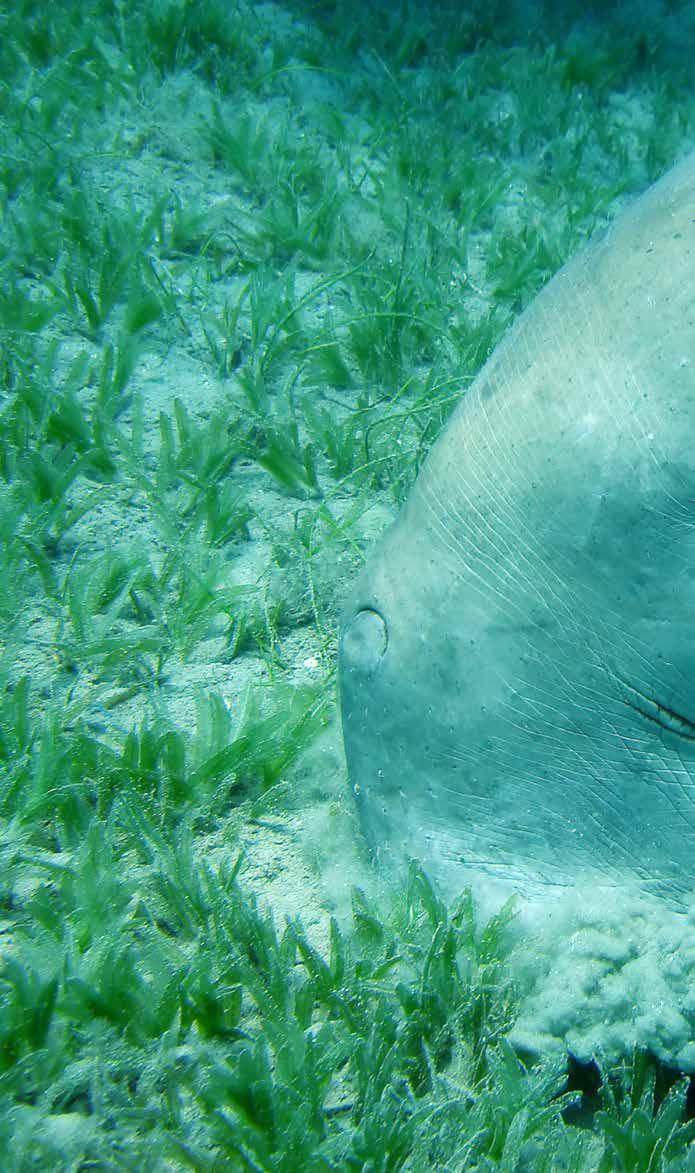 // The Western Region of Abu Dhabi is home to more than 2,800 Dugongs.