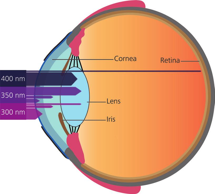Figure 4 shows that UVR exposure of the eye is defined by two factors: the angular expanse of the UVR source and the area of the aperture through which the UVR must pass6.
