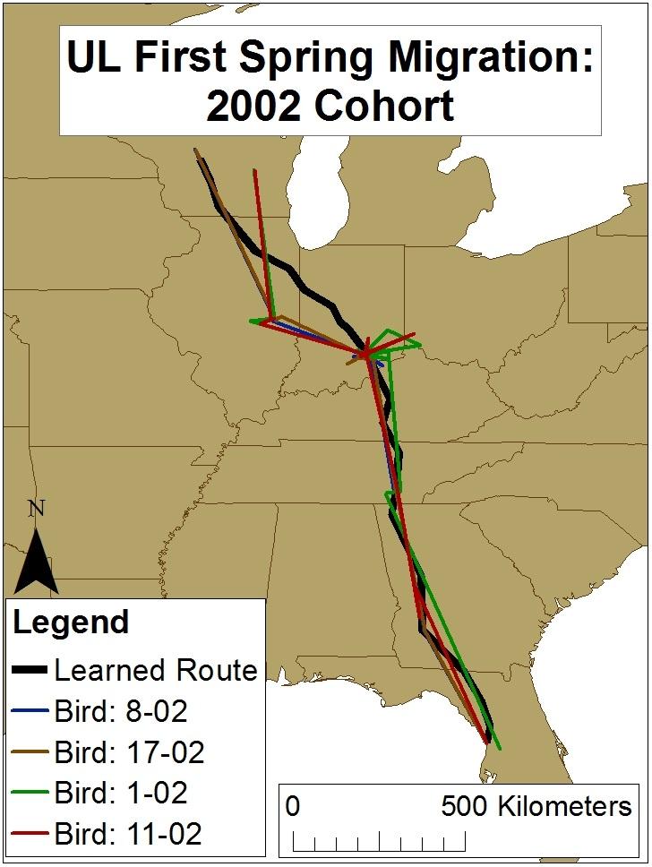 Migration Routes Are UL Whooping Cranes following