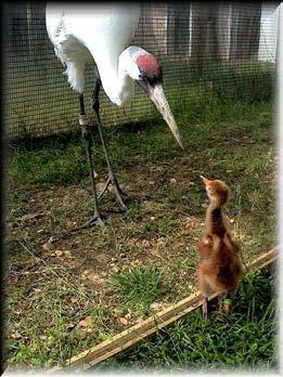 or near large flocks of Sandhill Cranes Parent-rearing (PR): 2013 present Raised in captivity