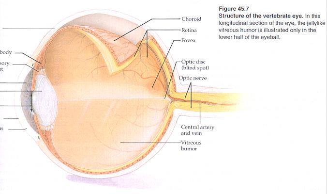THE EYE Sclera Ciliary Body Suspensory Ligament Iris Lens Pupil
