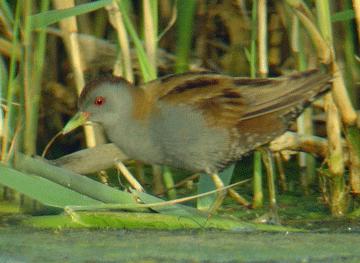 This produced a number of waders and, despite it being the middle of a warm afternoon, a male Little Crake. Delighted we settled in by the side of the pool and enjoyed excellent birding until dusk.