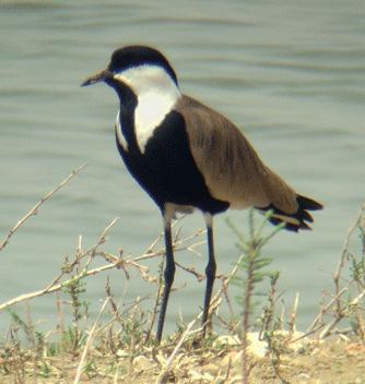 Pride of place though went to 4 Spur Winged Plovers and 9 exquisite Marsh Sandpipers in summer plumage.