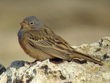 Cretzschmar's Bunting We then decided to head back to Larnaca for the afternoon.