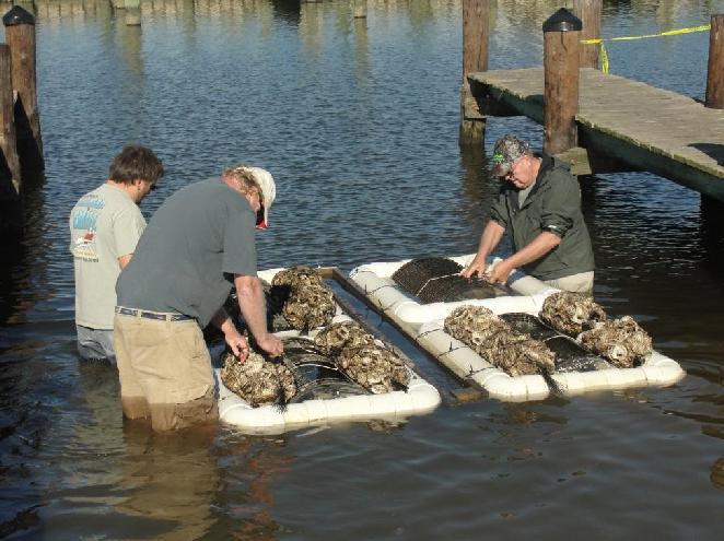 Oyster Planting in