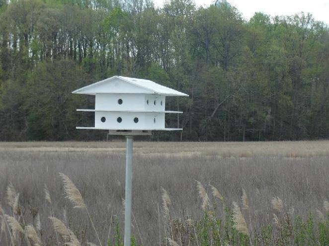 Purple Martin House David Darling Martin House Mounted on Trail Purple Martin Facts Purple Martin Colony Early April to Early August Nest in