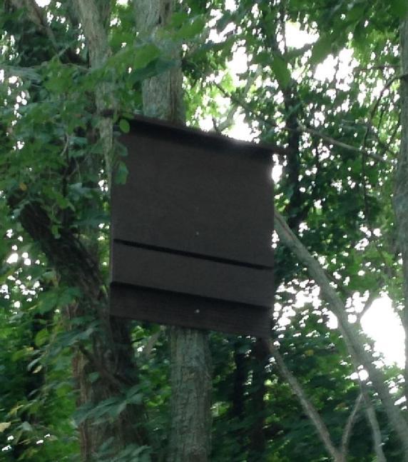 Bat Boxes John Bacon 2 Single chamber Bat Boxes on trail Bat Facts Eat Mosquitoes and Bugs Bats Fly at Night Sleep in the Day Bat