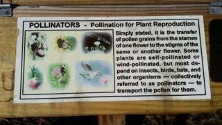 Pollinator Garden
