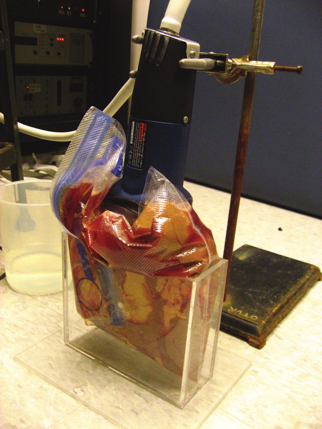 Transducer Porcine Kidney (vacuum sealed) Figure 6.1: Setup for aberration correction experiments using porcine kidney as a correction target.