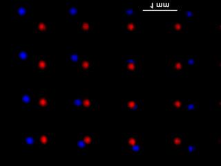 Figure 3. Superposition of a laser spot array imaged from a silicon surface before (red) and after (blue) the wafer has been stressed; maximum deflection of the surface is 5 um.