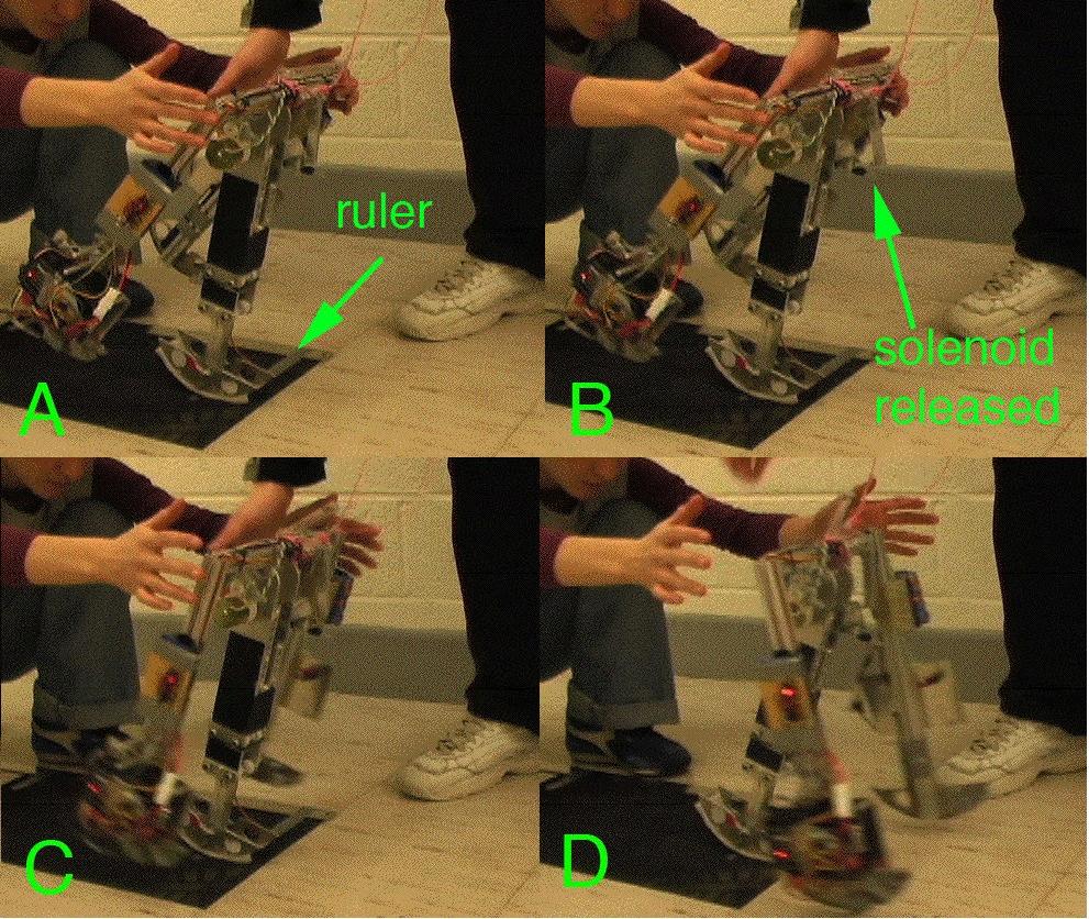 not measured. Using the drop technique with the front locking mechanism, the robot reached 6 steps during a few trials and set a new record of 8 steps. Fig. 3.