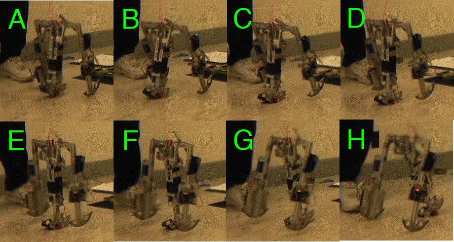 TESTING OF THE FE WALKING ROBOT MAY 2006 5 Fig. 7. Walk Cycle as Performed Fig. 8.