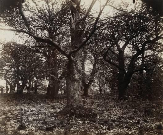 made light-sensitive with silver nitrate, exposed under natural light and subsequently gold-tinted. Atget s vision of photography was, however, an astonishingly modern one.