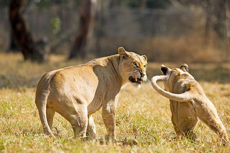 2 I have chosen a photograph of two young lions romping around. These cavorting activities can last minutes and because the animals circle each other, the lighting angle changes frequently.