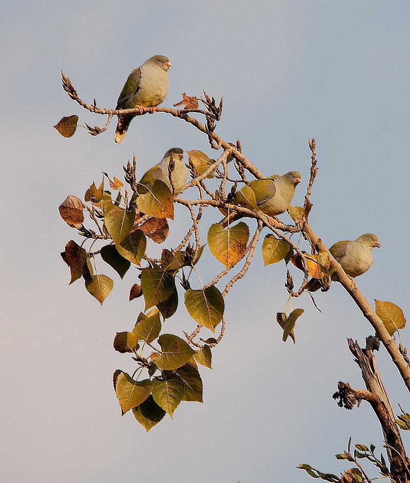 4 The first photo I have chosen is of four green pigeons in a tree.