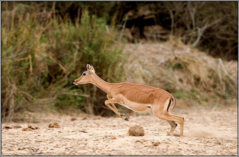 5 Now look at the photo of the jumping impala. Notice once again, the flat look that is devoid of texture and relief.