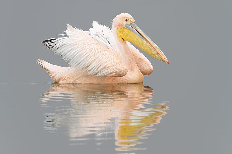 7 Having said that subdued lighting works well with delicate animals, you would hardly describe a pelican as delicate in the same way