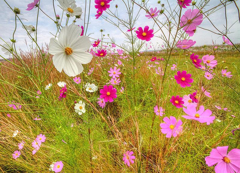 8 Unlike the pelican, these cosmos flowers have quite vivid colours.