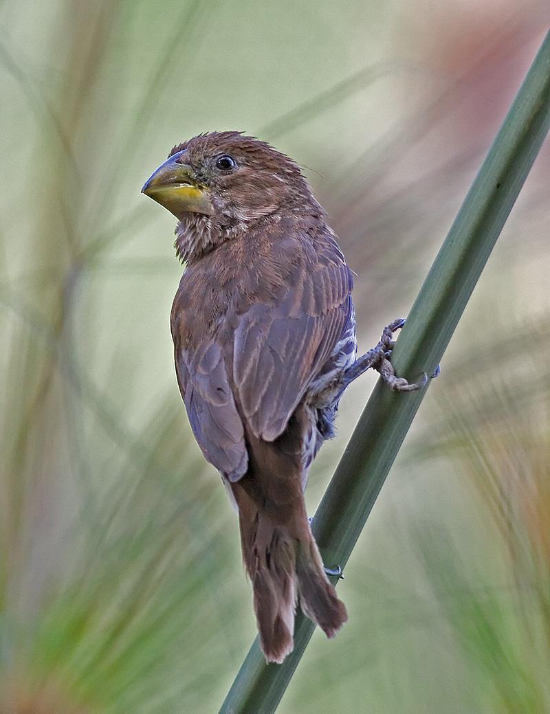Thick-billed weavers are difficult to photograph in their habitat - the spiky nature of the reeds where they