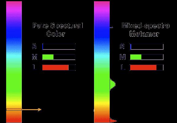 sensitive to red light (610 nm) M or G, most sensitive to green light (560 nm) S or B, most sensitive to blue light (430 nm) Metamers a given perceptual sensation of color derives from the stimulus