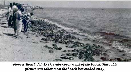 Shorebirds and Horseshoe Crabs Moore s Beach, NJ 1987 2005 CPUE