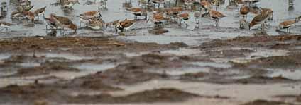 Red Knots Petitioned for
