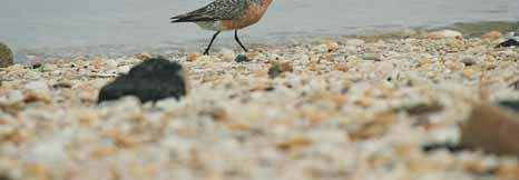 Foraging knot on Bay beach Ground telemetry of 65 radio-tagged red knots in May-June 2004 Behavioral,