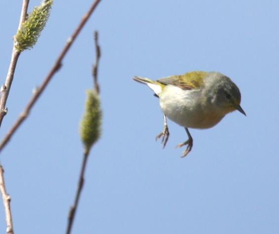 in 2015 Tennessee Warbler 2