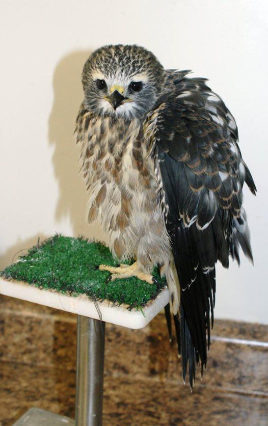 Never confirmed breeding in WI Mississippi Kite Juvenile found in Janesville in late August.