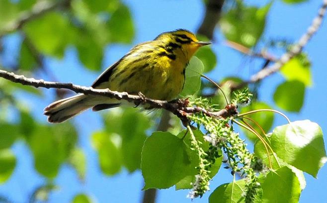 Never confirmed breeding in WI Prairie Warbler Two different individuals singing through
