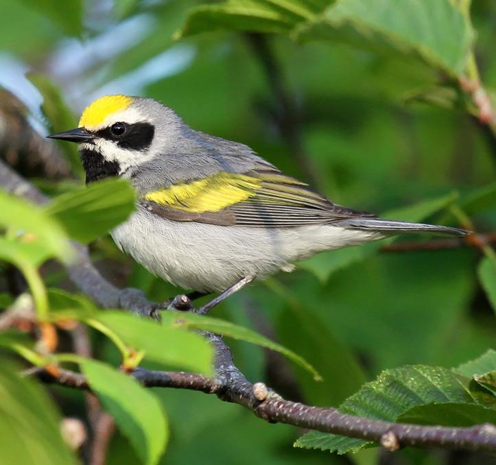 Information on Priority Species Golden-winged Warbler 599 reports at 383