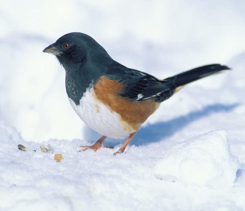 The time has come once again to set up feeders, sit back near a warm fire and enjoy watching all of our feathered wintertime visitors With crisp air and cold temperatures upon us, the time has come