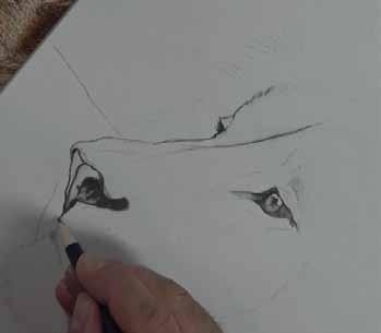 Note: Image printed to A3 sizing 2 2. Drawing in the key elements Select the 2B Pencil and redraw in the outline that has been transferred. Render the eye first and take it to the finished stage.