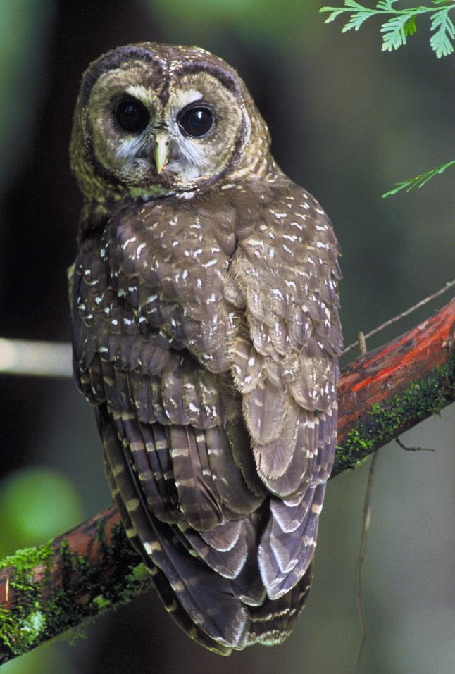 Northern Spotted Owl and Barred Owl Population Dynamics Contributors: