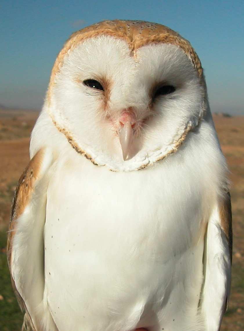 Barn Owl. Female (6-I).