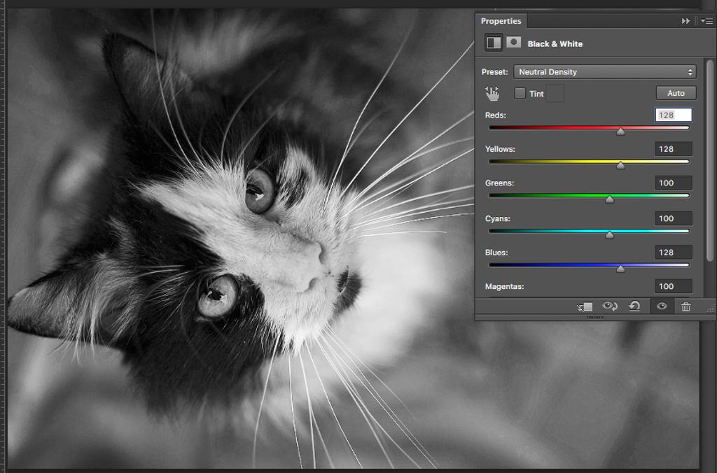 15. I selected the Neutral Density preset because it made my cat s eyes pop. 16. To do the effect, select the focal point and that s what you want to keep in color.