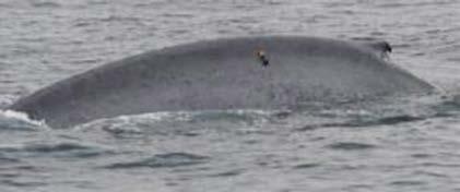approach for blue whales Realistic scales and scenarios Major step forward using