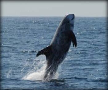 Deep-divers (Beaked whales, Sperm